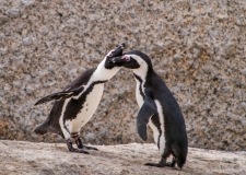 Penguins feeding each other, Sout-Africa